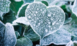 Comment bien aménager et entretenir son jardin en hiver ?