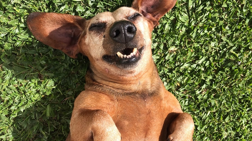 Une journée pour faire plaisir aux chiens !