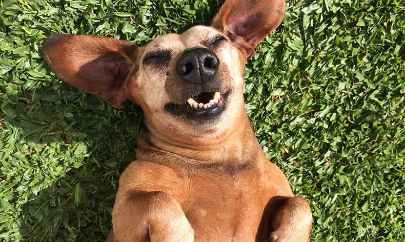 Une journée pour faire plaisir aux chiens ! Une journée pour faire plaisir aux chiens !