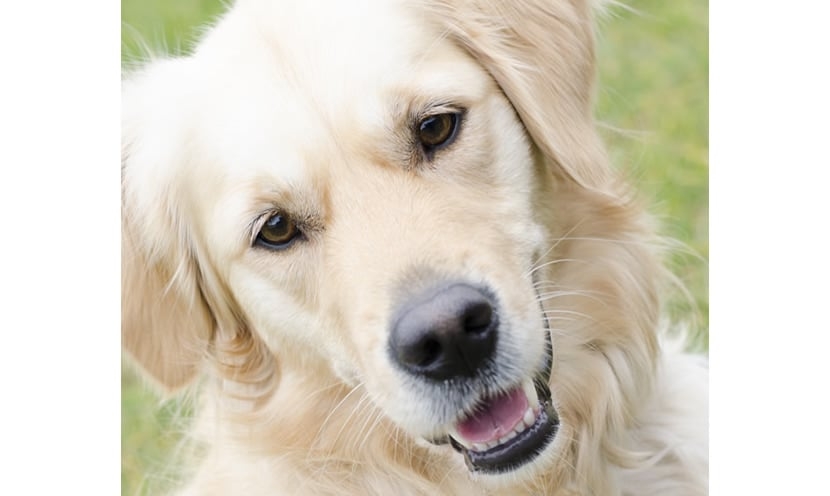 A adopter : Léon, le chien vedette de Toutou Délices !