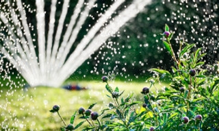 À quelle fréquence faut-il arroser son jardin en été ?