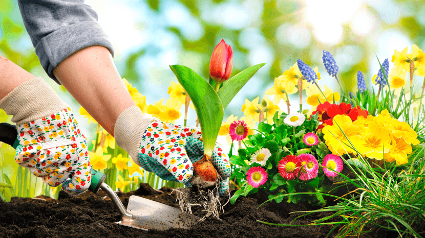 Entretien du jardin en printemps : les conseils