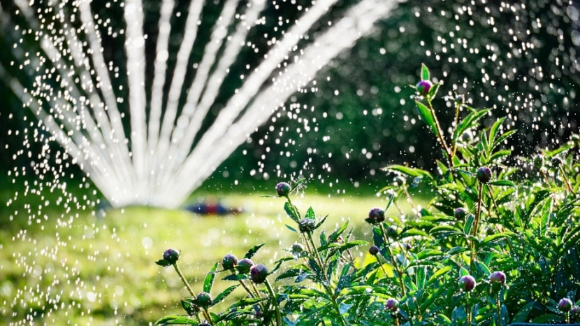 À quelle fréquence faut-il arroser son jardin en été ?